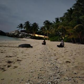 Watching a sea turtle lay eggs