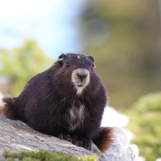 An brown Vancouver Island marmot sits on a grey rock with some green bushes around it.