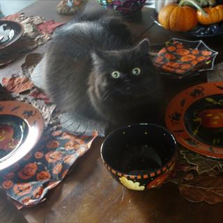 A black cat sits on a table full of Halloween decorations