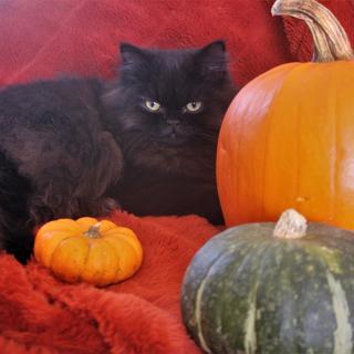 A black cat sits amongst pumpkins