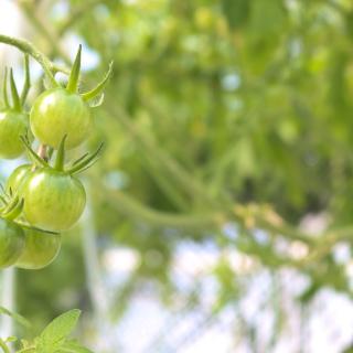 Green tomatoes on the vine.