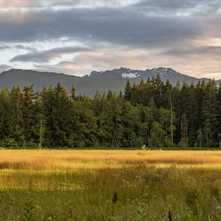 A wetland with low yellow and light green grass with trees and a mountain range in the background.