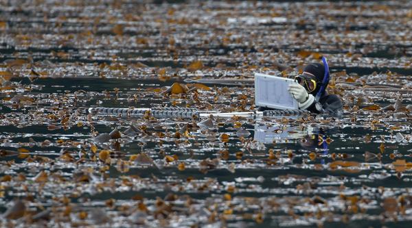 Brian Timmer wears a SCUBA suit while swimming surrounded by kelp.