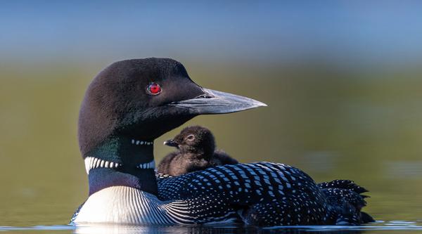 A common loon swimming in a lake with a chick riding on its back.