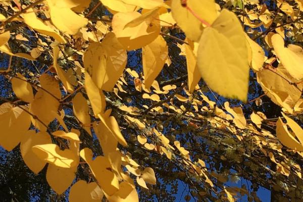 Yellow Katsura leaves on a tree