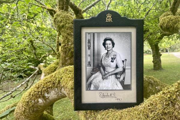 Signed portrait of Queen Elizabeth on a tree branch