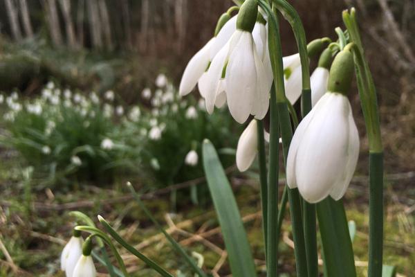 A bundle of white snowdrops are starting to bloom at Milner Gardens & Woodland