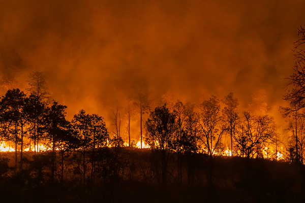 Wildfire with silhouettes of trees