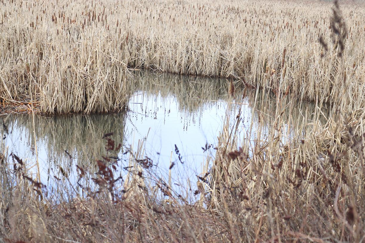 Buttertubs Marsh.