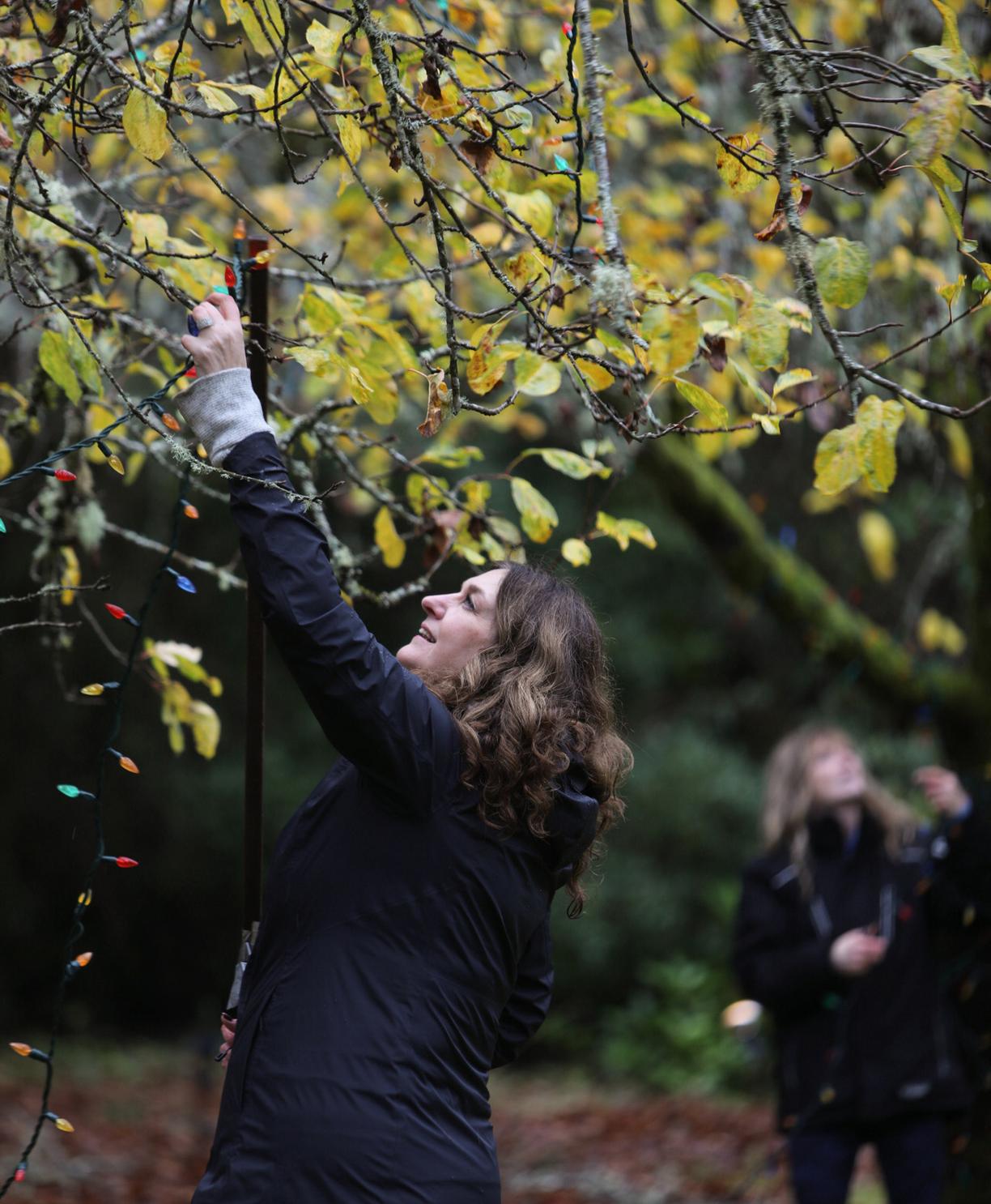 A volunteer strings up lights at Milner Gardens