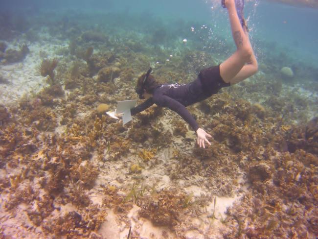 diving to look at coral