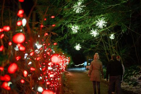 christmas lights at night at Milner Gardens